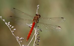 Preview wallpaper dragonfly, insect, leaves