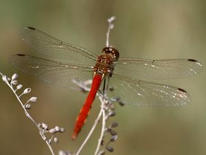 Preview wallpaper dragonfly, insect, leaves