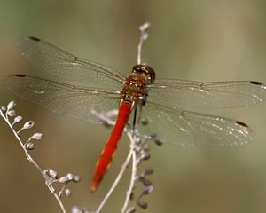 Preview wallpaper dragonfly, insect, leaves