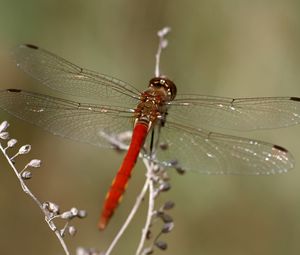 Preview wallpaper dragonfly, insect, leaves