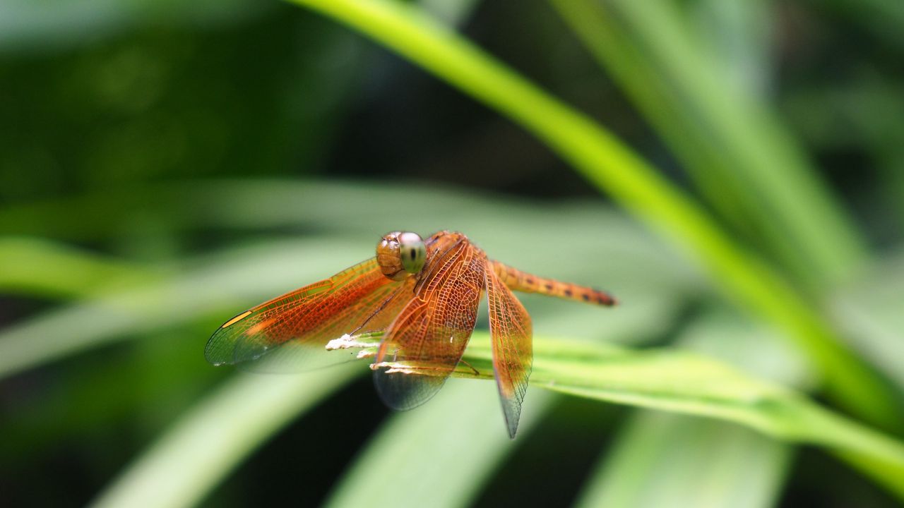 Wallpaper dragonfly, insect, leaves, macro, blur