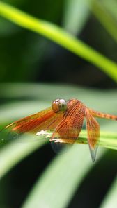 Preview wallpaper dragonfly, insect, leaves, macro, blur