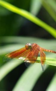 Preview wallpaper dragonfly, insect, leaves, macro, blur