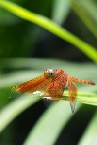 Preview wallpaper dragonfly, insect, leaves, macro, blur