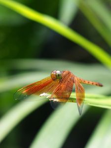 Preview wallpaper dragonfly, insect, leaves, macro, blur