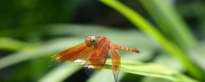 Preview wallpaper dragonfly, insect, leaves, macro, blur