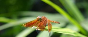 Preview wallpaper dragonfly, insect, leaves, macro, blur