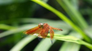 Preview wallpaper dragonfly, insect, leaves, macro, blur