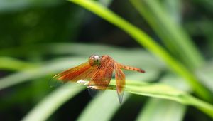 Preview wallpaper dragonfly, insect, leaves, macro, blur