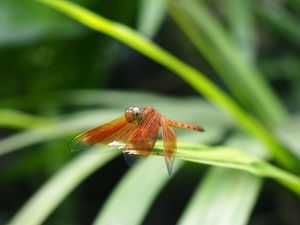 Preview wallpaper dragonfly, insect, leaves, macro, blur