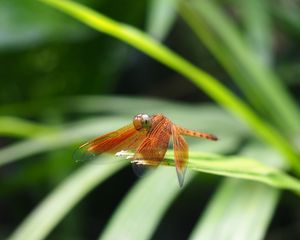 Preview wallpaper dragonfly, insect, leaves, macro, blur