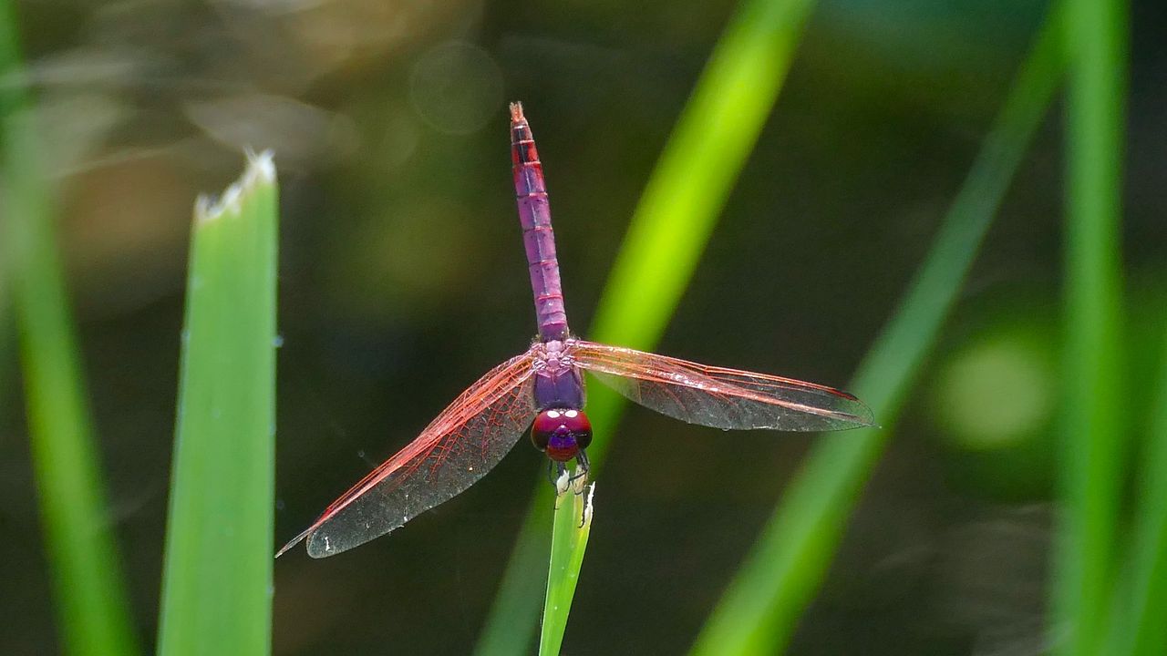 Wallpaper dragonfly, insect, macro, leaves