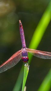 Preview wallpaper dragonfly, insect, macro, leaves