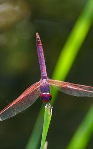 Preview wallpaper dragonfly, insect, macro, leaves