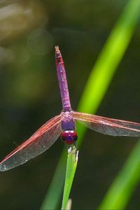 Preview wallpaper dragonfly, insect, macro, leaves