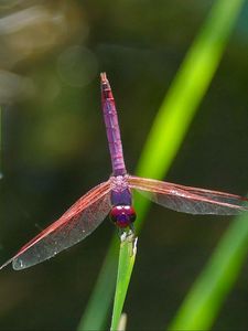 Preview wallpaper dragonfly, insect, macro, leaves