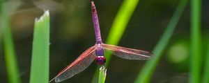 Preview wallpaper dragonfly, insect, macro, leaves