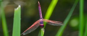 Preview wallpaper dragonfly, insect, macro, leaves