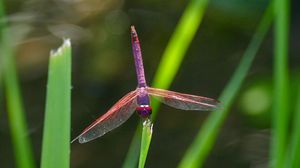 Preview wallpaper dragonfly, insect, macro, leaves