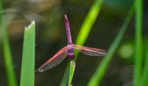 Preview wallpaper dragonfly, insect, macro, leaves