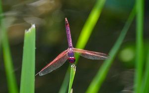 Preview wallpaper dragonfly, insect, macro, leaves