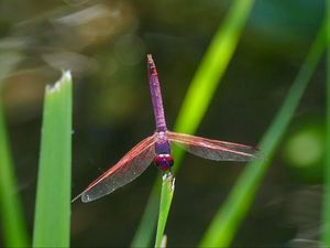 Preview wallpaper dragonfly, insect, macro, leaves