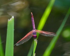 Preview wallpaper dragonfly, insect, macro, leaves