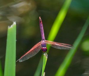 Preview wallpaper dragonfly, insect, macro, leaves