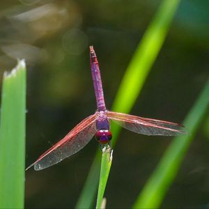 Preview wallpaper dragonfly, insect, macro, leaves