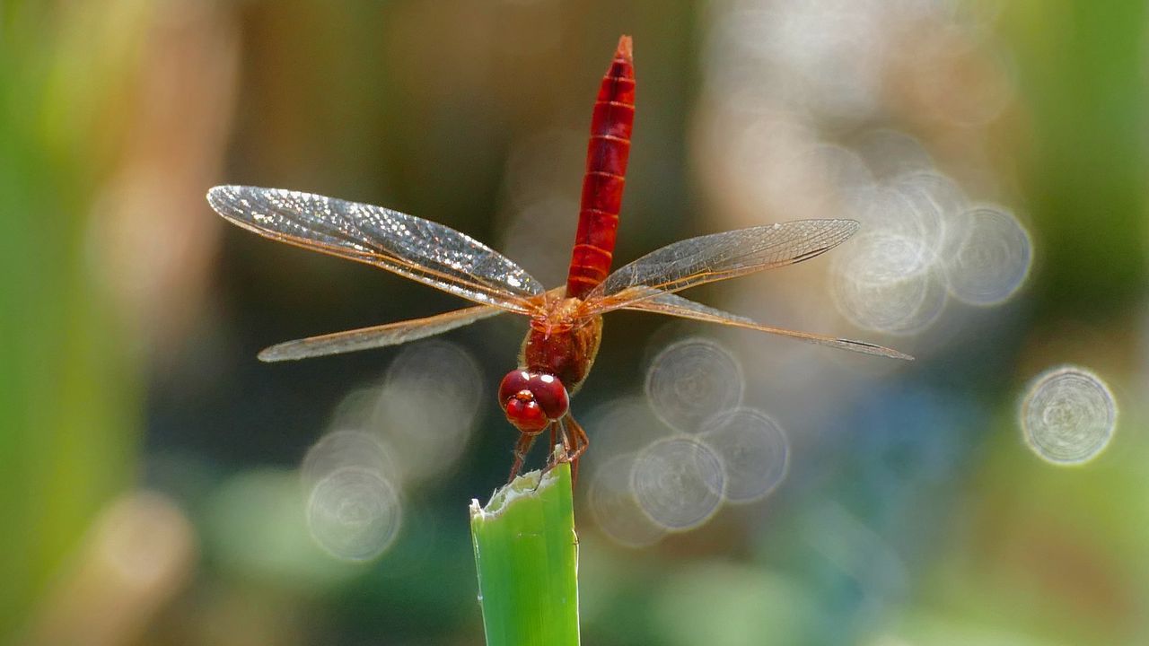 Wallpaper dragonfly, insect, macro, plant