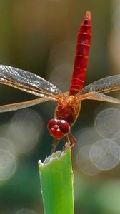 Preview wallpaper dragonfly, insect, macro, plant