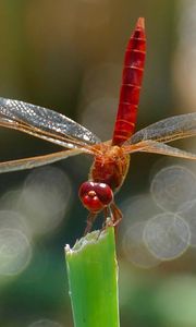 Preview wallpaper dragonfly, insect, macro, plant