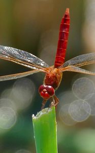 Preview wallpaper dragonfly, insect, macro, plant