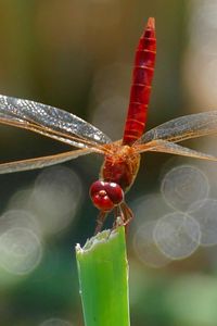 Preview wallpaper dragonfly, insect, macro, plant