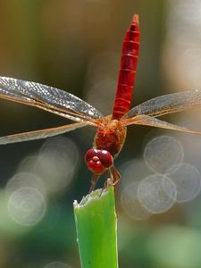 Preview wallpaper dragonfly, insect, macro, plant