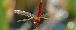 Preview wallpaper dragonfly, insect, macro, plant