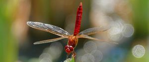 Preview wallpaper dragonfly, insect, macro, plant