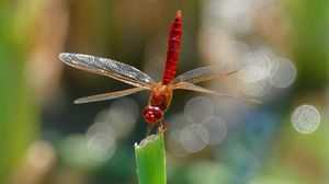 Preview wallpaper dragonfly, insect, macro, plant