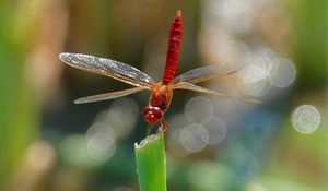 Preview wallpaper dragonfly, insect, macro, plant