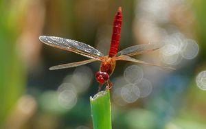 Preview wallpaper dragonfly, insect, macro, plant