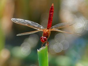 Preview wallpaper dragonfly, insect, macro, plant