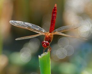 Preview wallpaper dragonfly, insect, macro, plant