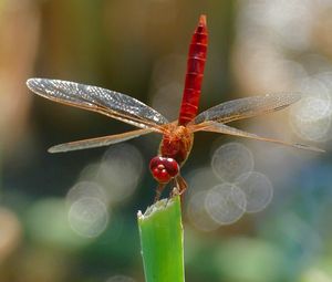 Preview wallpaper dragonfly, insect, macro, plant