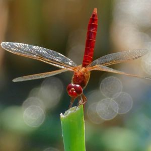 Preview wallpaper dragonfly, insect, macro, plant