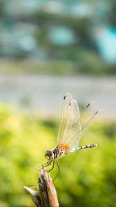 Preview wallpaper dragonfly, insect, macro, closeup