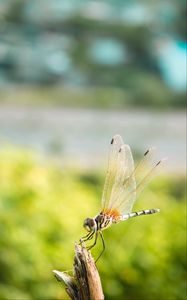 Preview wallpaper dragonfly, insect, macro, closeup