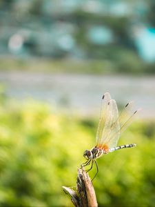 Preview wallpaper dragonfly, insect, macro, closeup