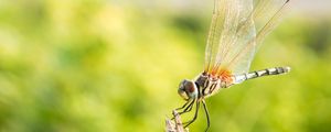 Preview wallpaper dragonfly, insect, macro, closeup