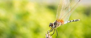 Preview wallpaper dragonfly, insect, macro, closeup