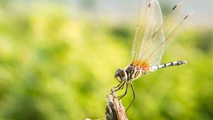 Preview wallpaper dragonfly, insect, macro, closeup